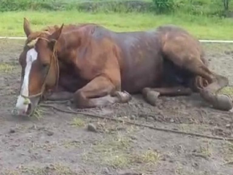 Senacsa advierte sobre brote de enfermedad equina frente a Paraguay