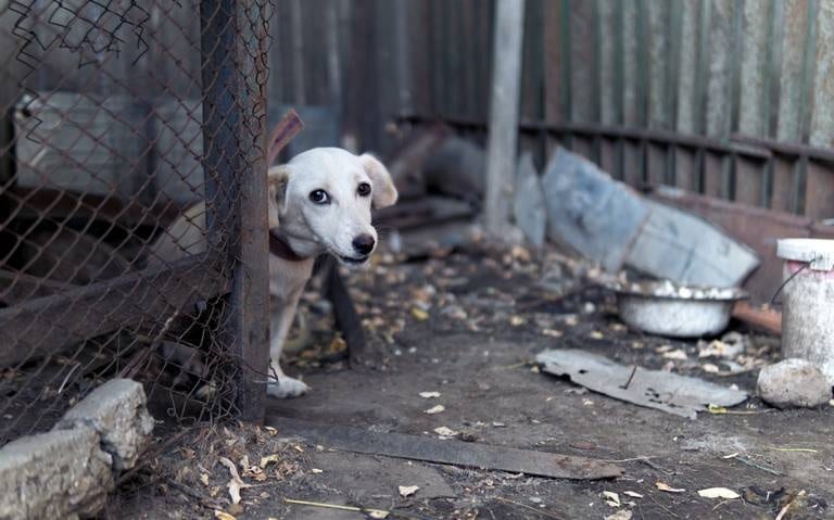 Gobierno endurece penas por maltrato animal