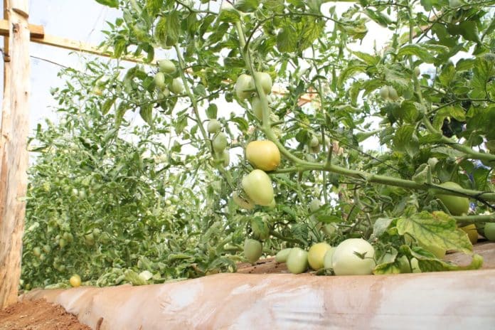 Cosecha de tomate