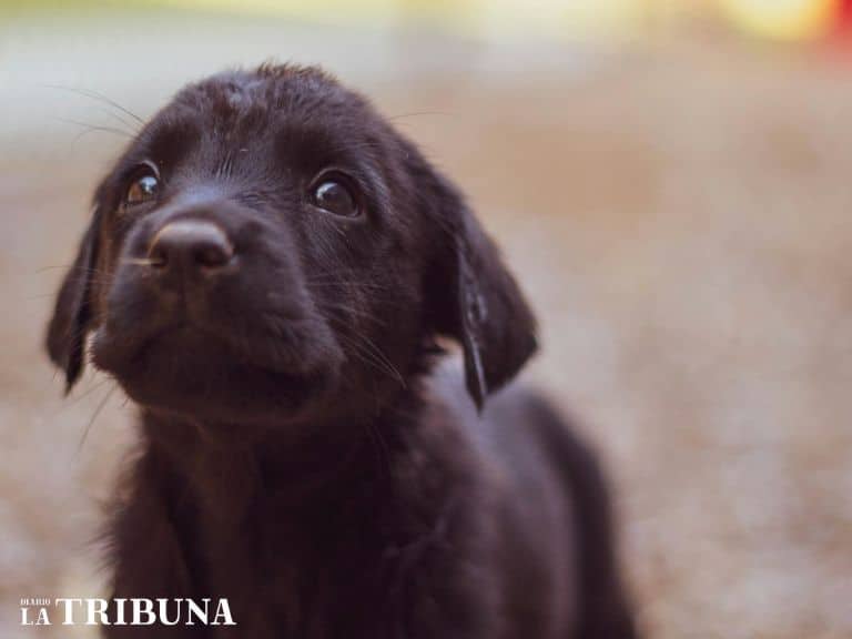 Fiscalía interviene caso de atropello a perros en San Estanislao