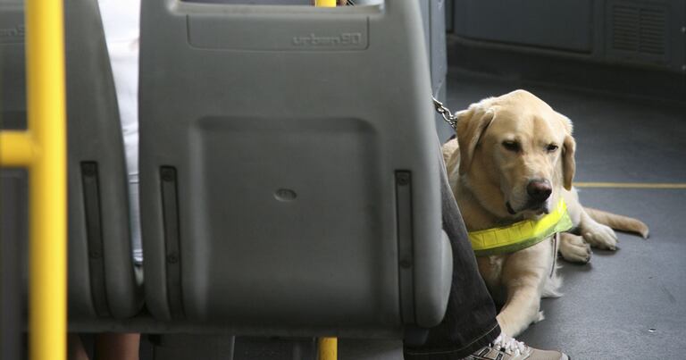 Paraguay reglamentará el traslado de mascotas en transporte público