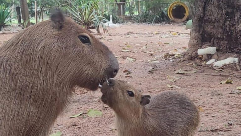 Nuevos carpinchos en el Zoológico de Asunción