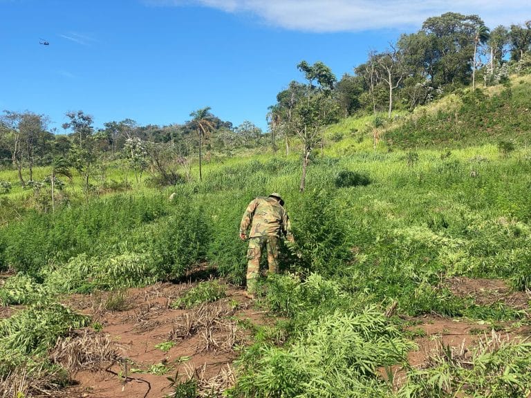 Destruyen más de 200 toneladas de marihuana en Amambay
