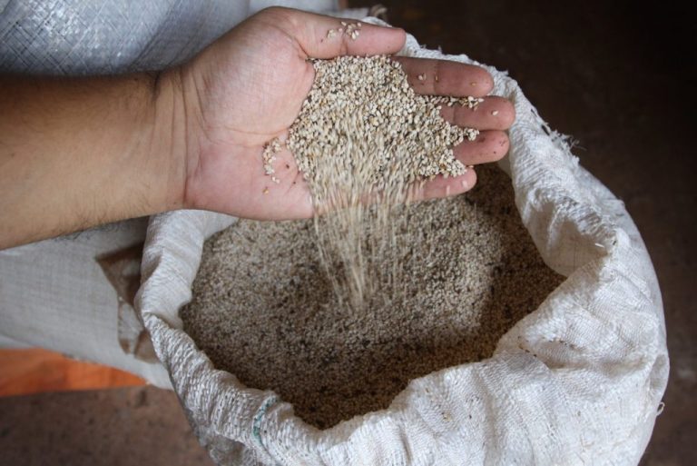 Paraguayos desarrollan superalimento a base de chía y sésamo