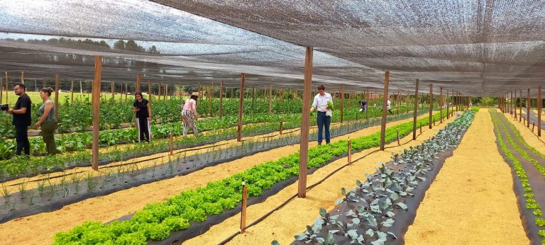 Agrodinámica Colonias Unidas siembra “Raíces de futuro” en su 29° edición